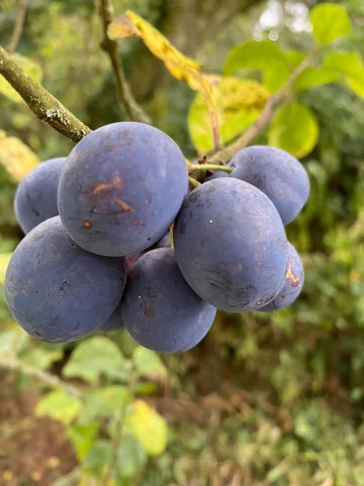 MtBriscoeOrganicFarm tweet media