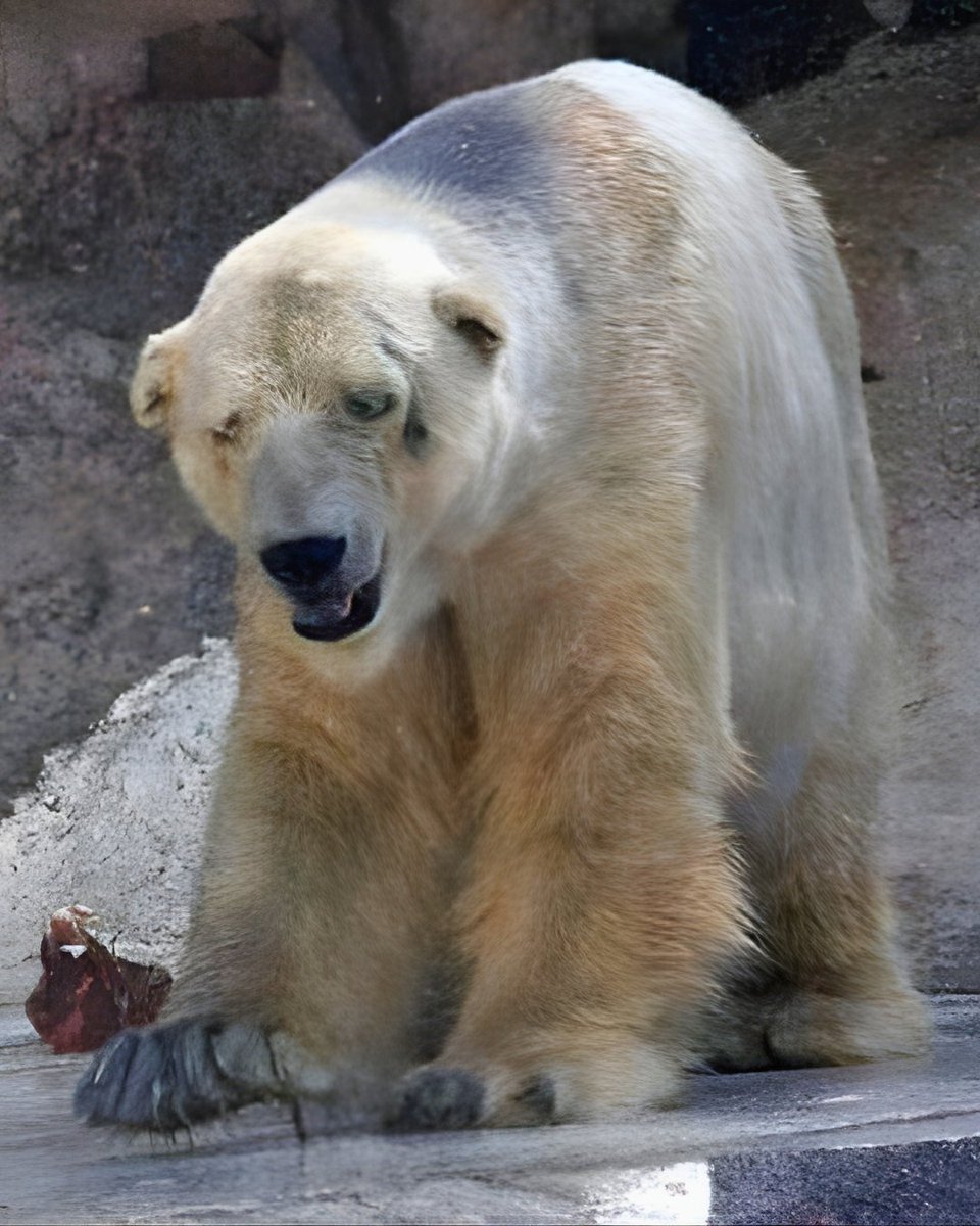 Do you know the story of Arturo? 🐻‍❄️ 😞 

Arturo, known as the “world’s saddest polar bear,” spent three decades in captivity at Mendoza Zoo in Argentina before his death in July 2016 at age 30. 

Born in the US and moved to Argentina in 1993, he endured sweltering summers, a