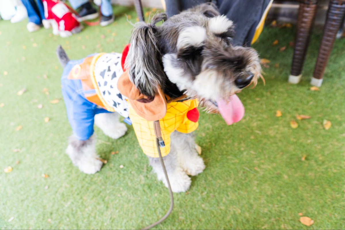 ウッディ🐶ハロウィン
