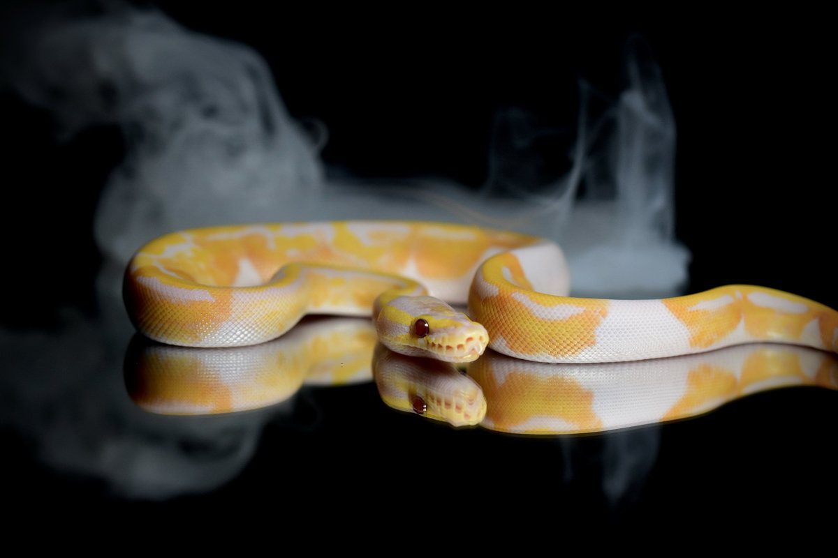 na___Python's tweet image. 動物取扱業、無事取得でしました。
大好きなボールパイソンたちと一緒に
夢を形にしていきます🔥