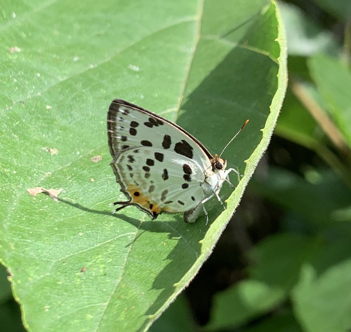 オナガシジミ❤️