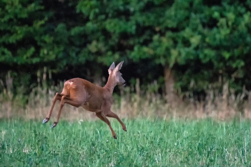 ͏

͏ 

يستهوينـي الهـدوء بجميـع أشكالـه ؛ فأهـوى الأماكـن الهادئـة ، والأزمنـة الهادئـة ، والأنـوار الخافتـة ، والأصوات الرقيقـة ، والأحاديـث الهادئـة ، والأشخـاص الهادئيـن .. ♥️

͏

͏ 

#الضبي🦌