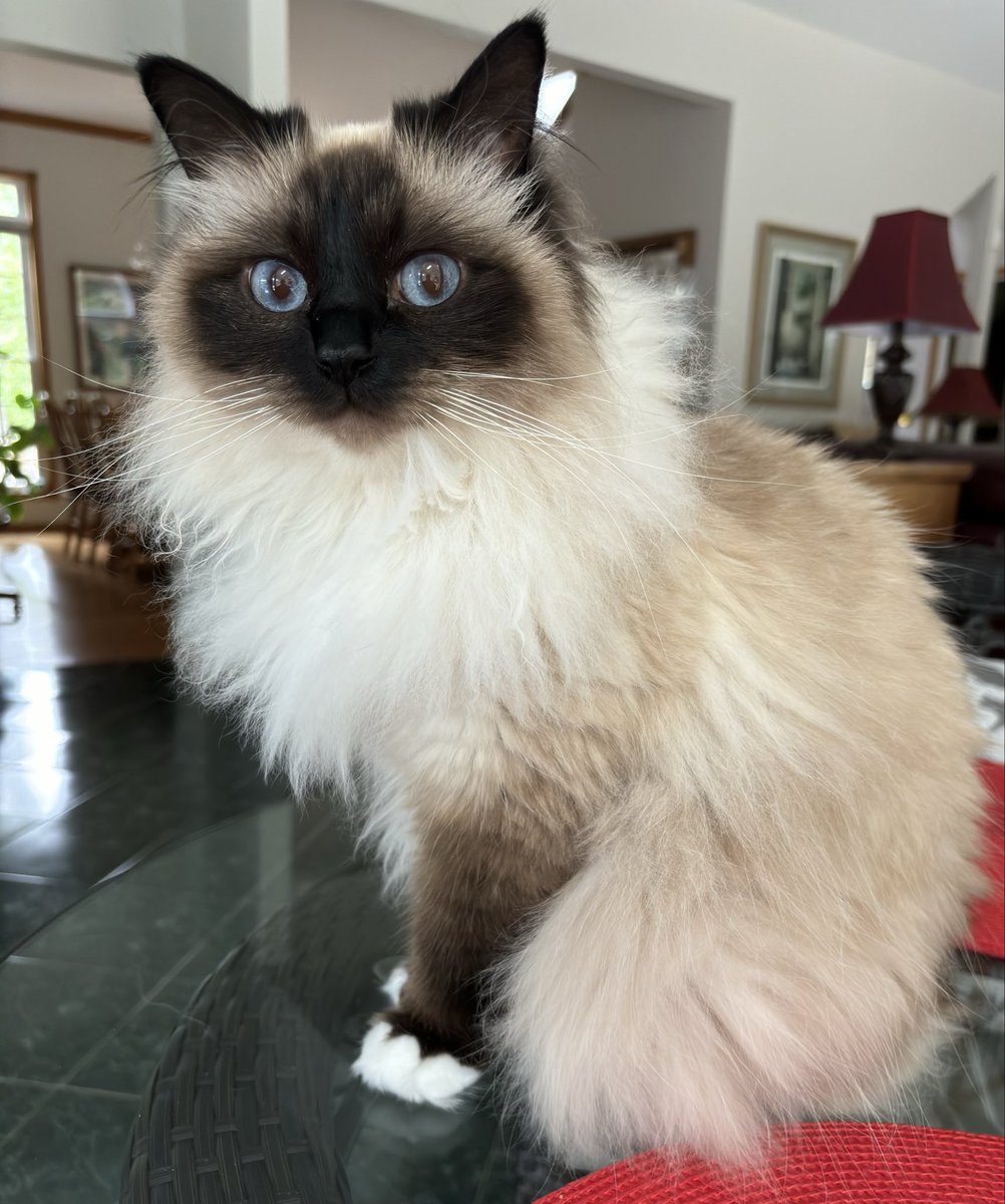 #PostAFavPic4VioletOct25 Day 20
Confidence.  I have the confidence to flaunt my relaxing on the forbidden table
♥️💋Cali💋♥️ #snelovespets