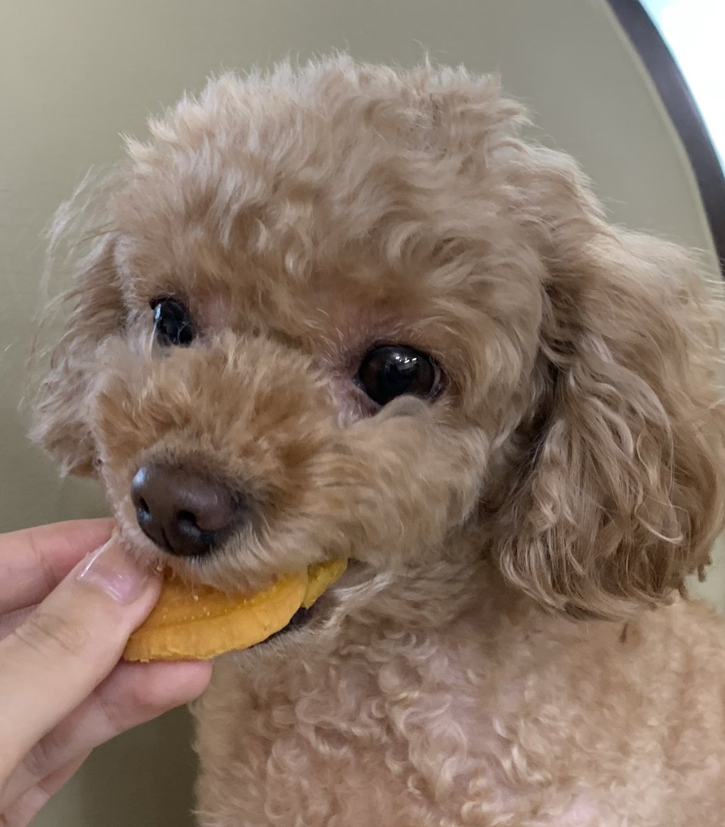 푸들 새찌 tweet media