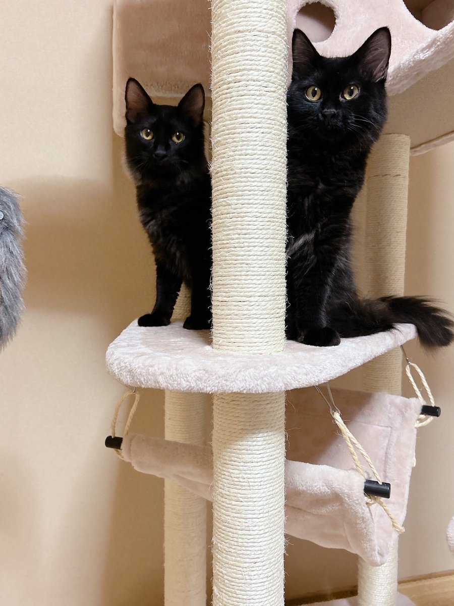 soyokaze0800's tweet image. 