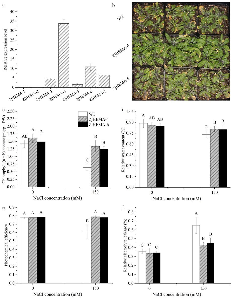 #GrassResearch #Zoysiagrass #SaltTolerance #ZjHEMAGene 
🌿ST68 shows strong salt resistance; ZjHEMA (chlorophyll metabolism gene) overexpression boosts salt tolerance in Arabidopsis, revealing key pathways.
<a href="/MaximumAcademic/">Maximum Academic</a> <a href="/AbioticStress/">Abiotic stress in plants (Green Survivors)</a>
Details: maxapress.com/article/doi/10…