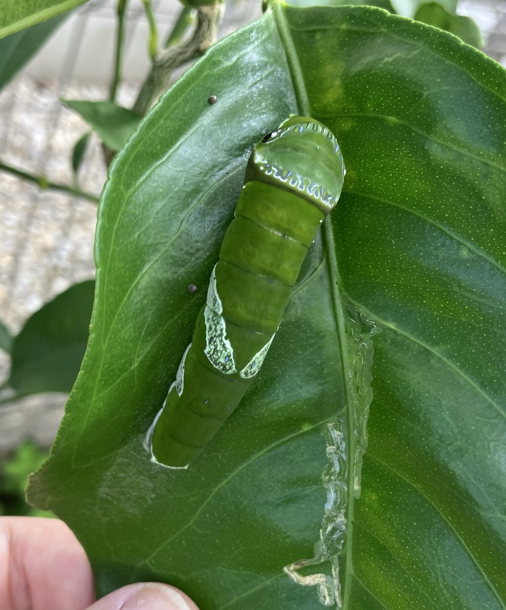 マユハケオモトが咲いた。この渋い花が好き。ナガサキアゲハの幼虫が成熟に近づく。しかしまだ2齢もいる。