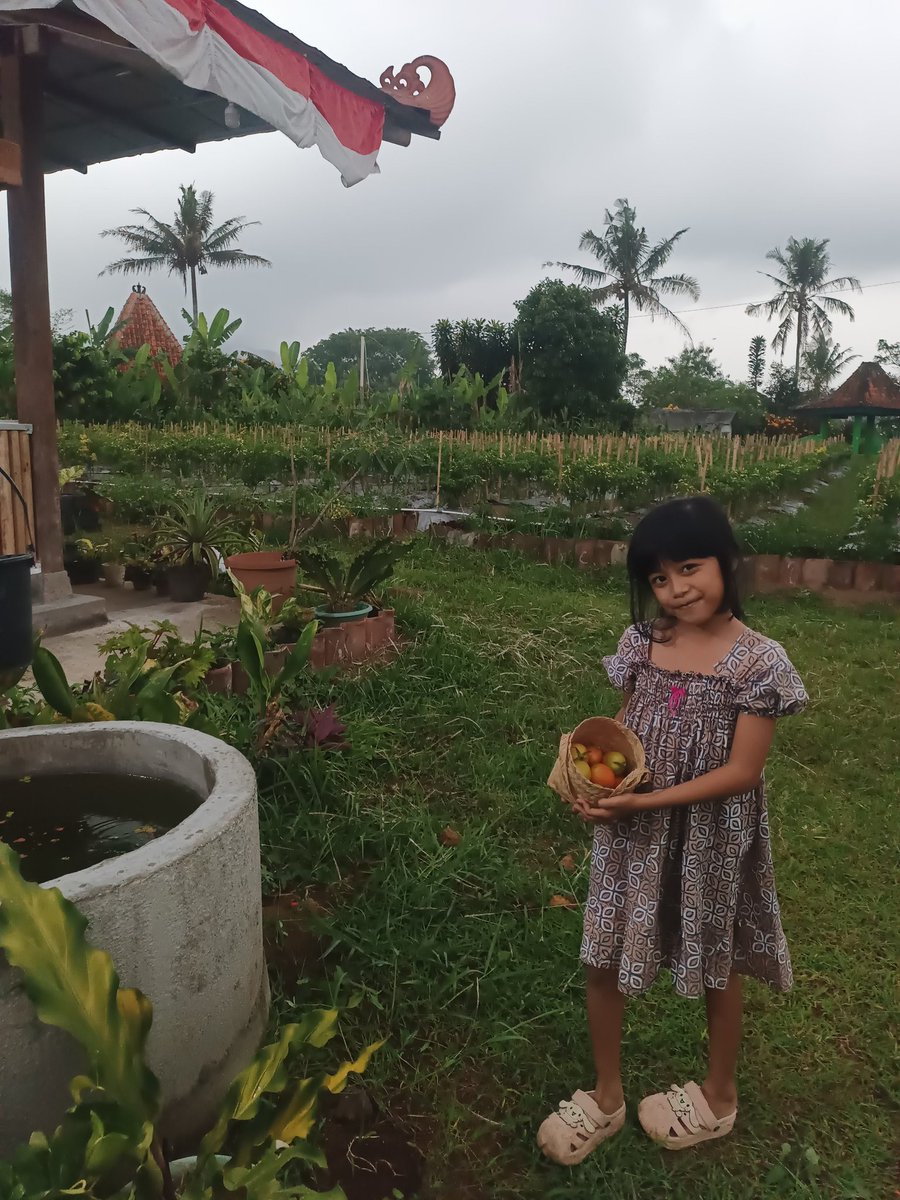 Alhamdulillah. Ada yg subur tumbuh dgn baik, ada yg gagal kena hama ulat, telat ditanganin... 
Bikin sambel cibiuk, capcay, tumis kangkung ato apa niii...