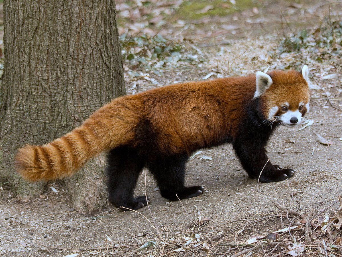 RedPandaEveryHr's tweet image.