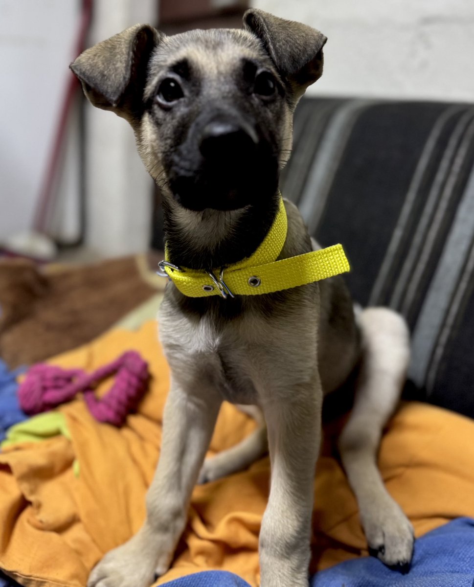 Zurdo y de Peñarol. 
Como todo ser de bien