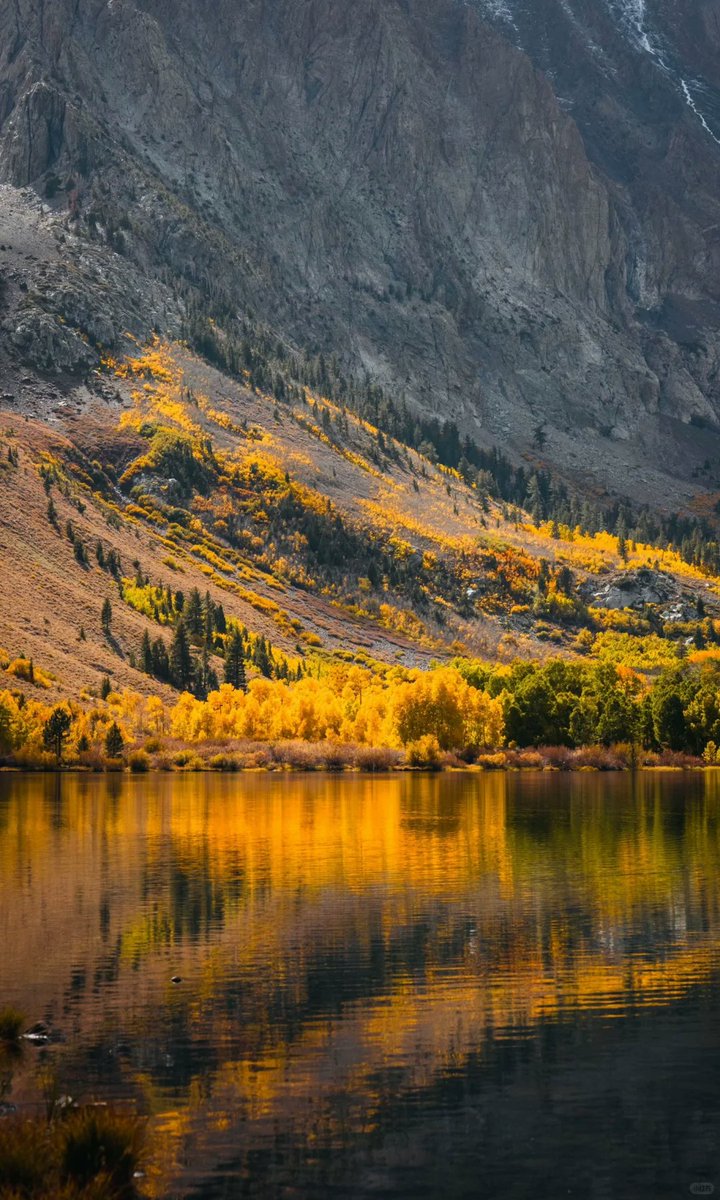 AngusNguye4096's tweet photo. Just drove deep into HW395 and the mountains ignited overnight. Golden, crimson, scarlet—every maple leaf burning with life. California's fleeting fall magic. 🍁 #CaliforniaFall #AutumnRoadTrip https://t.co/GeKt5GLhrX