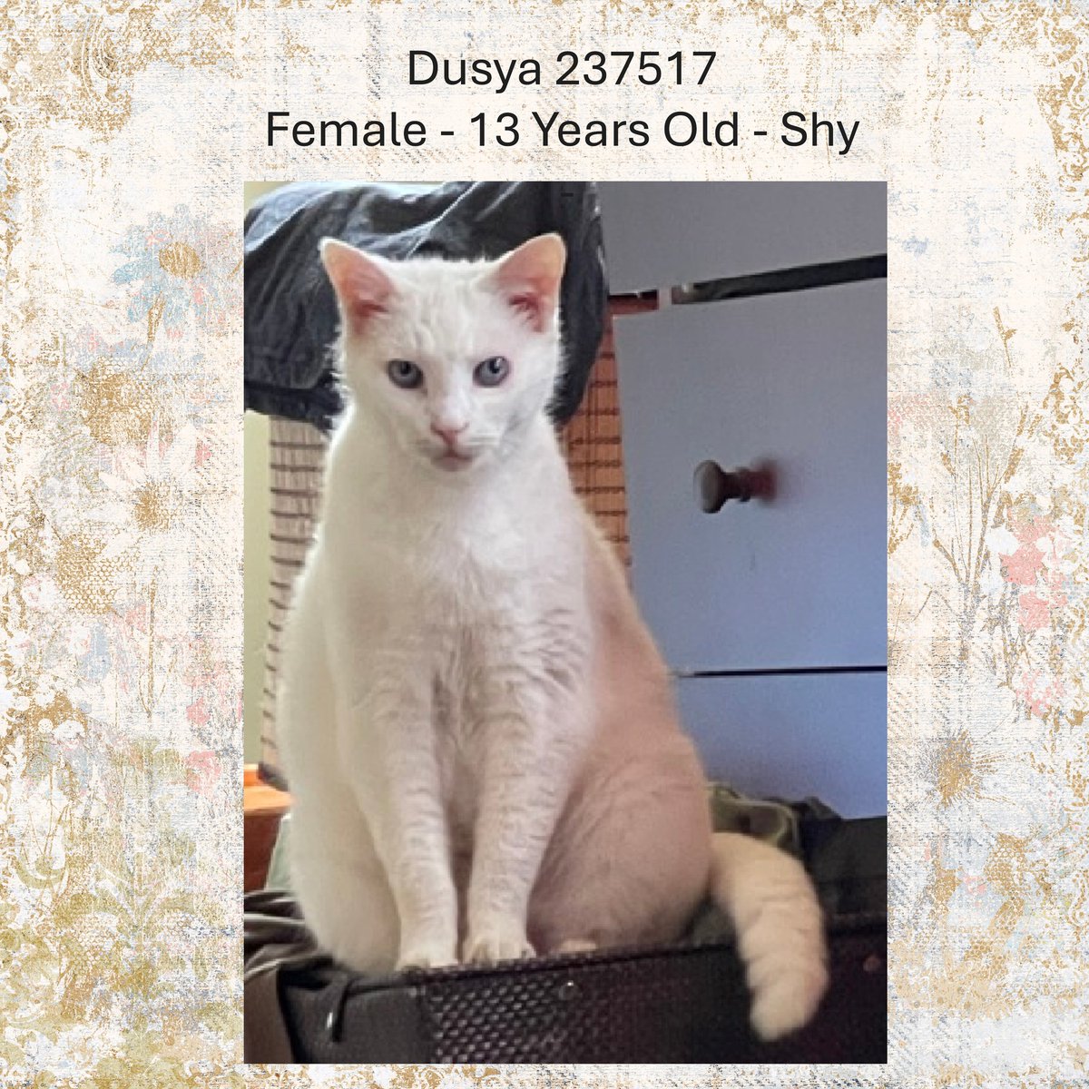 DubJH1009's tweet image. facebook.com/photo/?fbid=12… #HelpASAP #RedAlert #DoSomethingNow #Mayday #SOS #HelpNow #Desperate #Urgent #PleaseSaveNow #nyc #cats