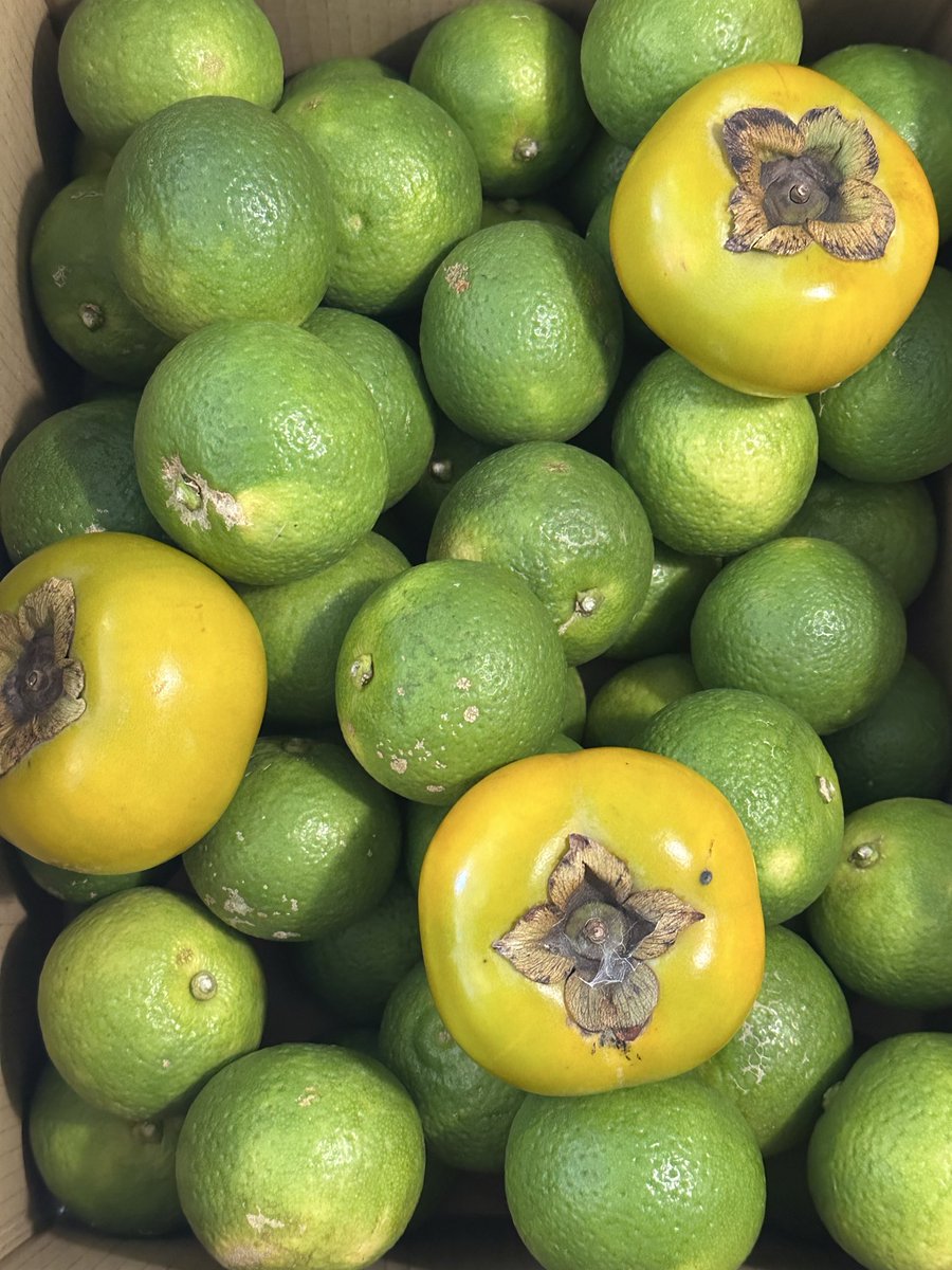 実家で撮れた大量のカボスが届いた。柿とみかんも添えられてた。おかーちゃんありがと🐈