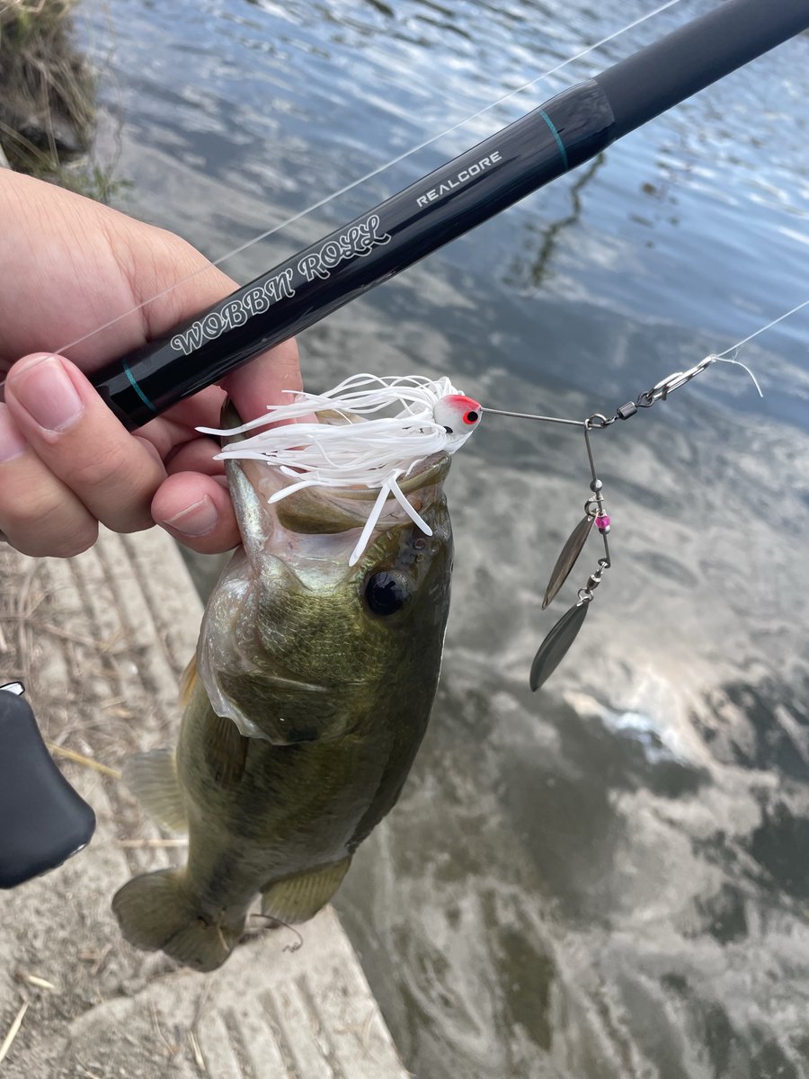 とんでもねぇサイズの雷魚来たミサイル見たいに跳ねるんだが😭
んで、またこのサイズ🙌

912のワイヤー良き🦆