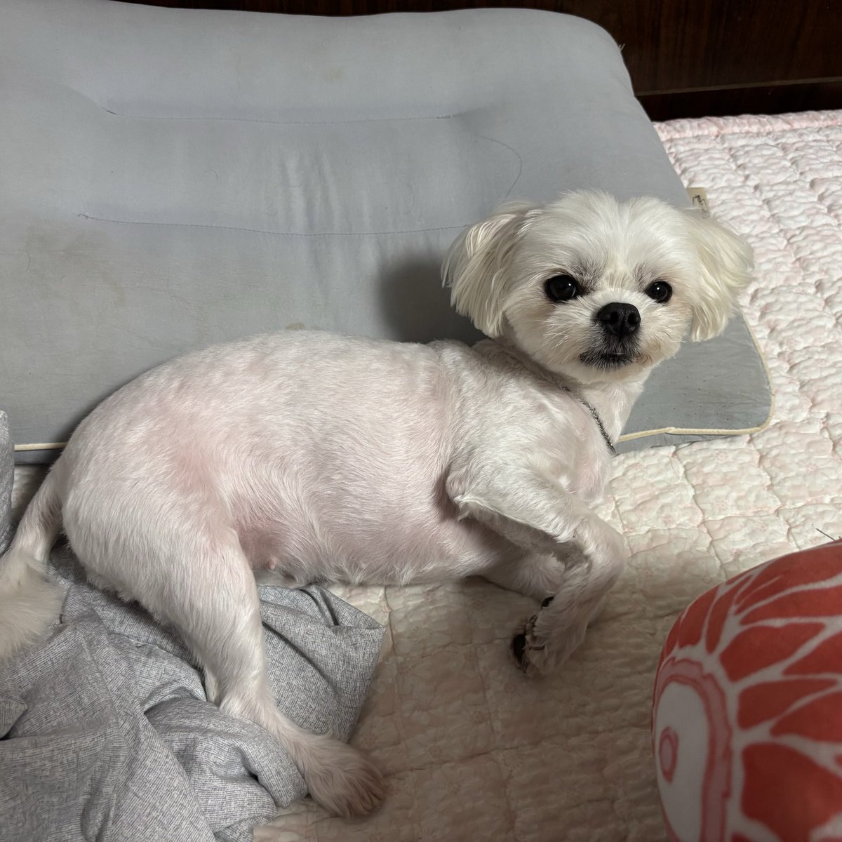 얘 이름은
&gt;&gt;동순&lt;&lt; 입니다....
달란트가많은야림말티즈 입니다 관심감사해요~^^