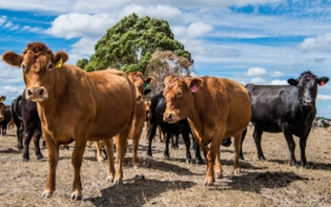 📋 Keeping your NLIS account accurate is more than admin, it’s essential for livestock traceability and biosecurity.

Learn how to stay compliant &amp; protect Australia’s red meat integrity 
👉 bit.ly/3IUzI1R