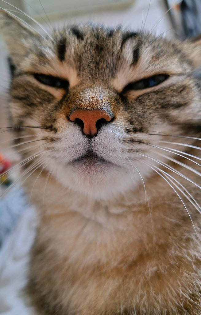 ゴロー🐾 (@cat_56chan) / Posts / X