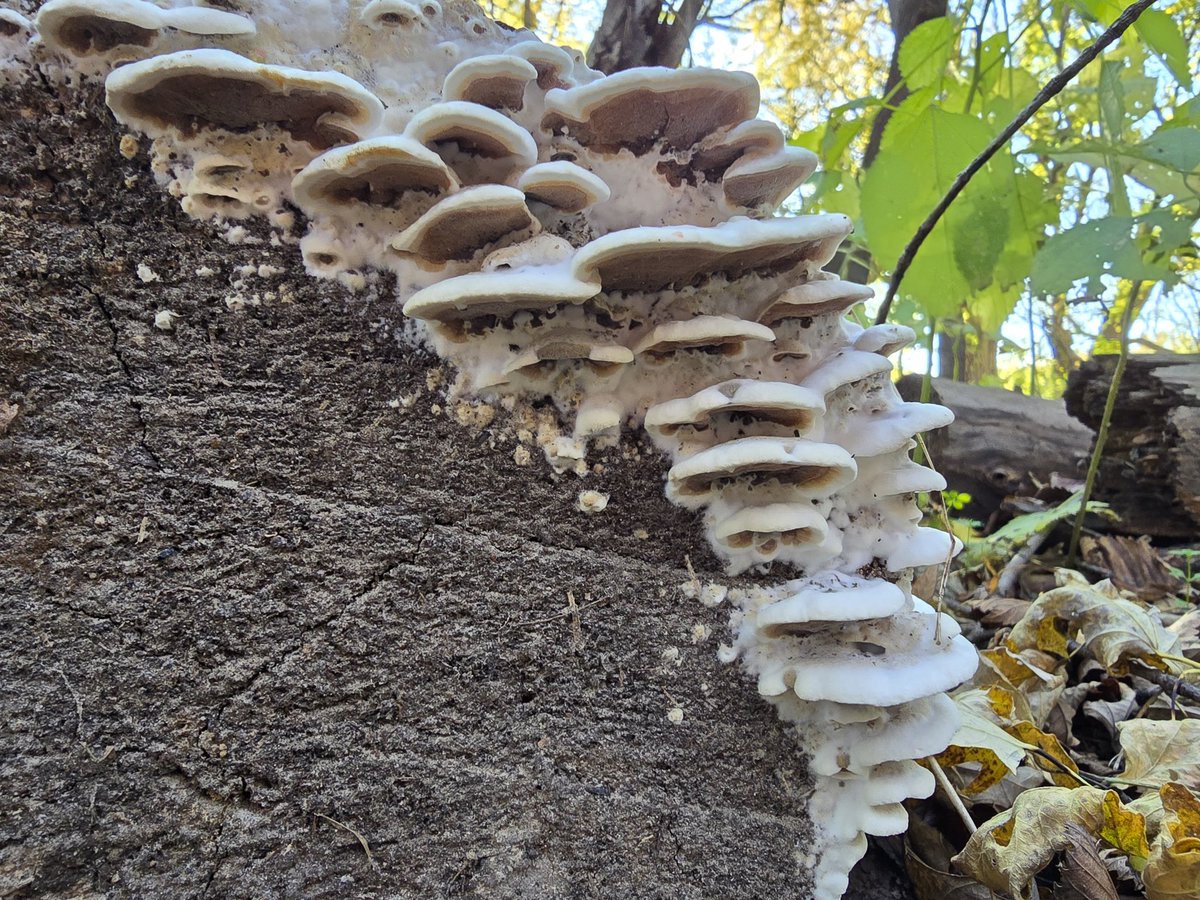 Justin Meyers (@mapmakinmeyers) on Twitter photo 