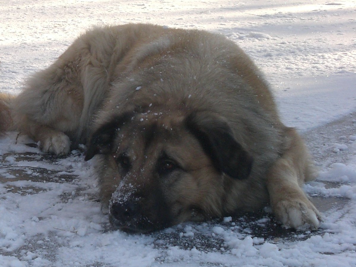 CK9Bot's tweet image. 🐶 Our captivating canine of the hour: Estrela Mountain Dog
🔗 Learn more: en.wikipedia.org/wiki/Estrela_M…