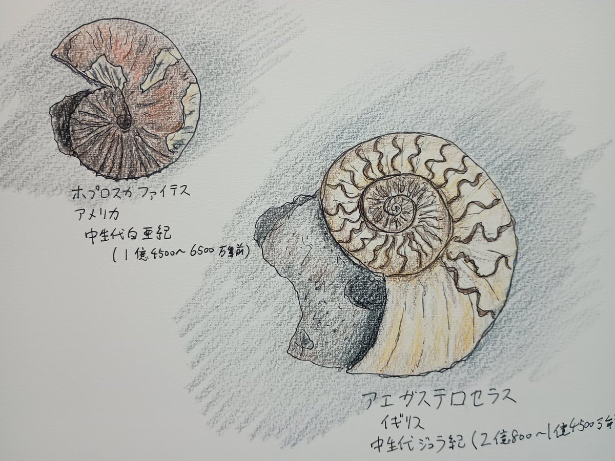 かけかりん tweet media