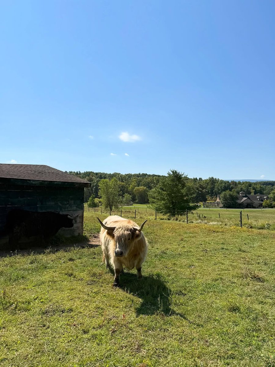 loonglivevil's tweet image. colheita do dia foi fraca, mas oiem meus bicho e eu ❗