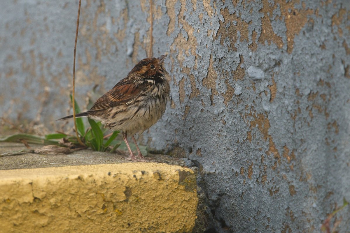 Crazy day at Spurn today! Managed to find my first Pallas's Warbler along with a Dusky Warbler, Little Bunting and a fresh in YB Warbler. Then twitched Black-faced Bunting and Hume's Warbler, both being lifers! <a href="/spurnbirdobs/">Spurn Bird Observatory</a>