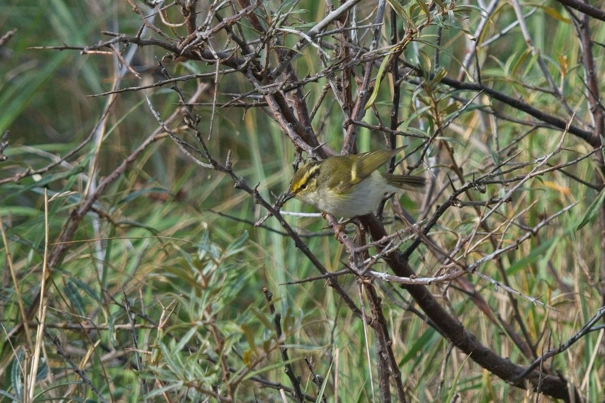 Luke Stoppard tweet media