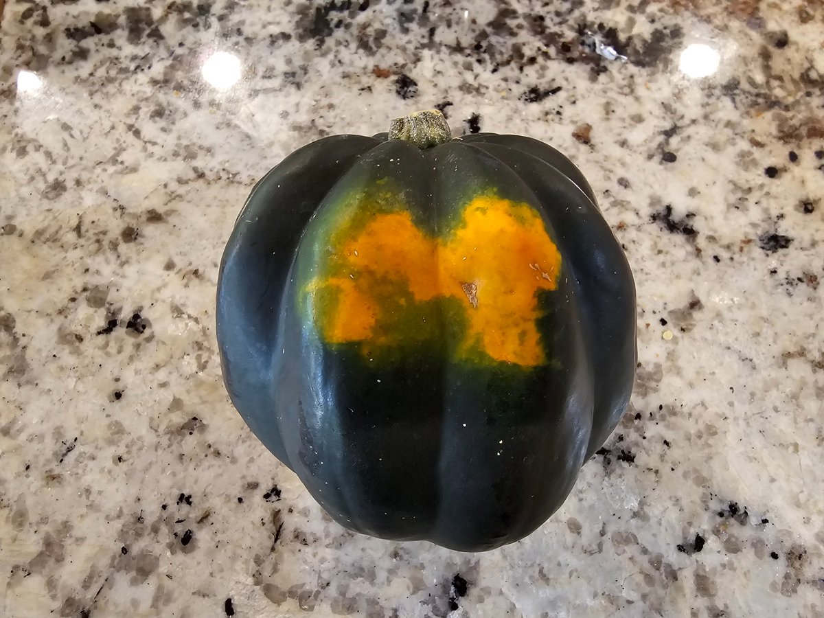 〽️ahesh Shenai, 〽️D (@mahesh_shenai) on Twitter photo Found this on a squash I got from a  farmer's market. #GoBlu Found this on a squash I got from a  farmer's market. #GoBlu