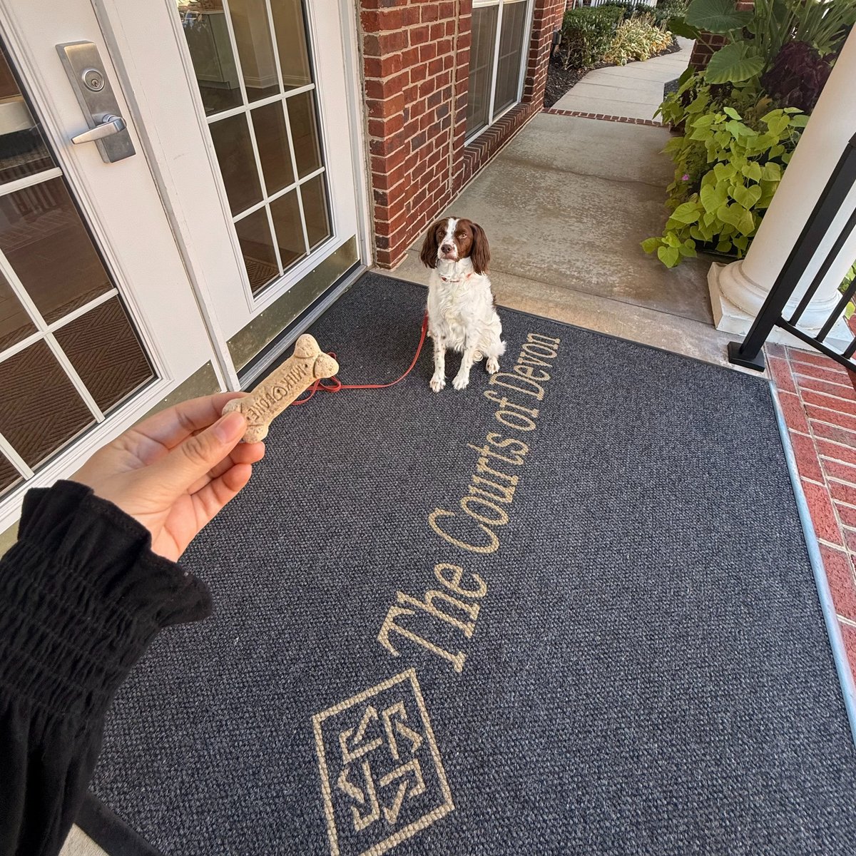 CourtsOfDevon's tweet photo. Happy Monday! 🐾 Don’t forget — we’re a pet-friendly community! Stop by the office for some tasty biscuits for your furry friends. #Summerthedog #ThecourtsofDevon #PetFriendly #Bozzuto #Bozzutoliving https://t.co/c2IivJLgVe