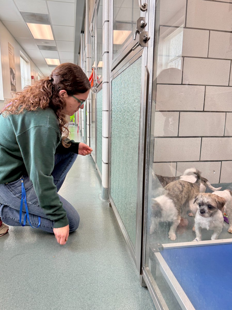 Love animals? Want to make a real difference? The SPCA Serving Erie County is looking for volunteers! We have opportunities for adults 18+ in various departments. Visit YourSPCA.org/Volunteer to learn more and get started today!