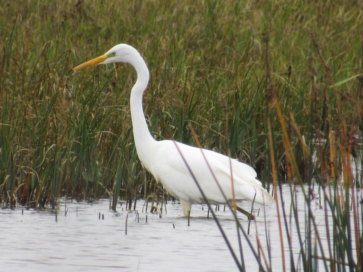 Michael Bell tweet media