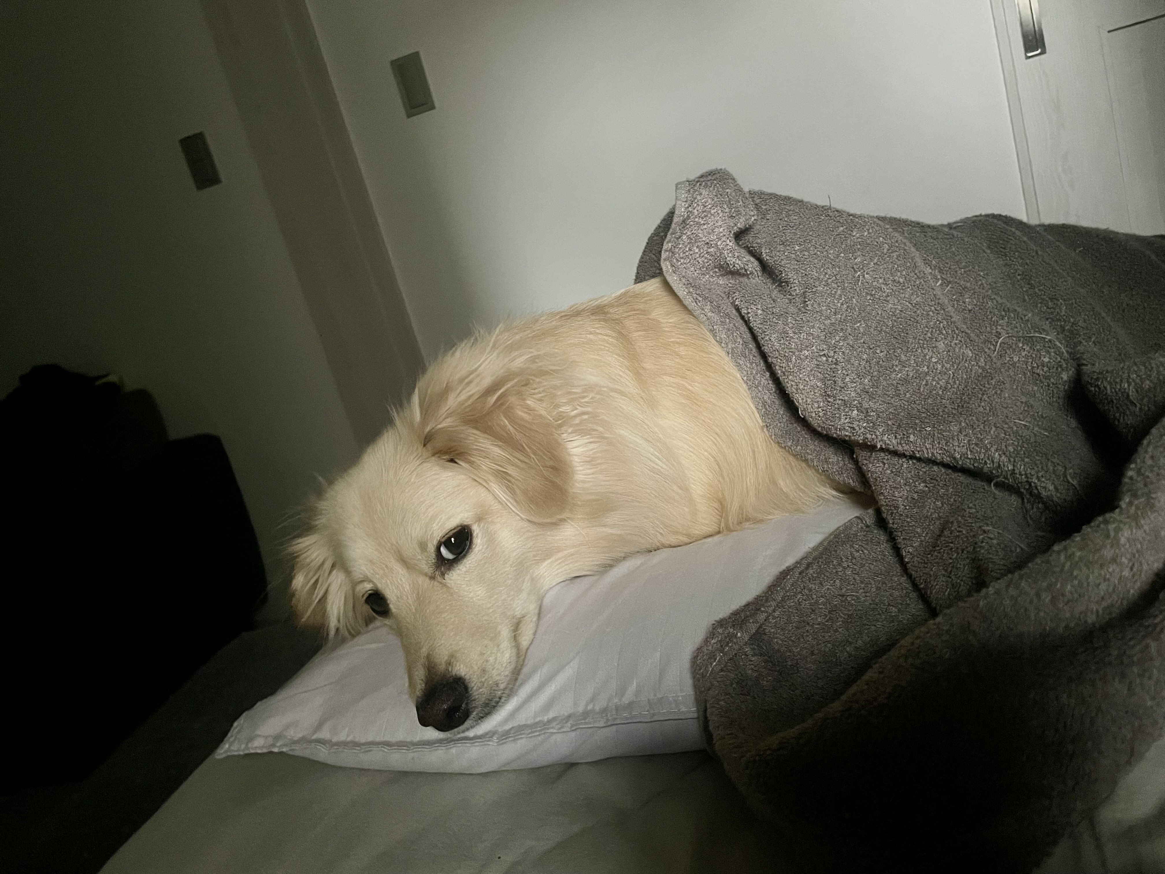 とろろ犬　エメラルド とろろ犬 エメラルド Shocking] My dog ​​got into trouble at