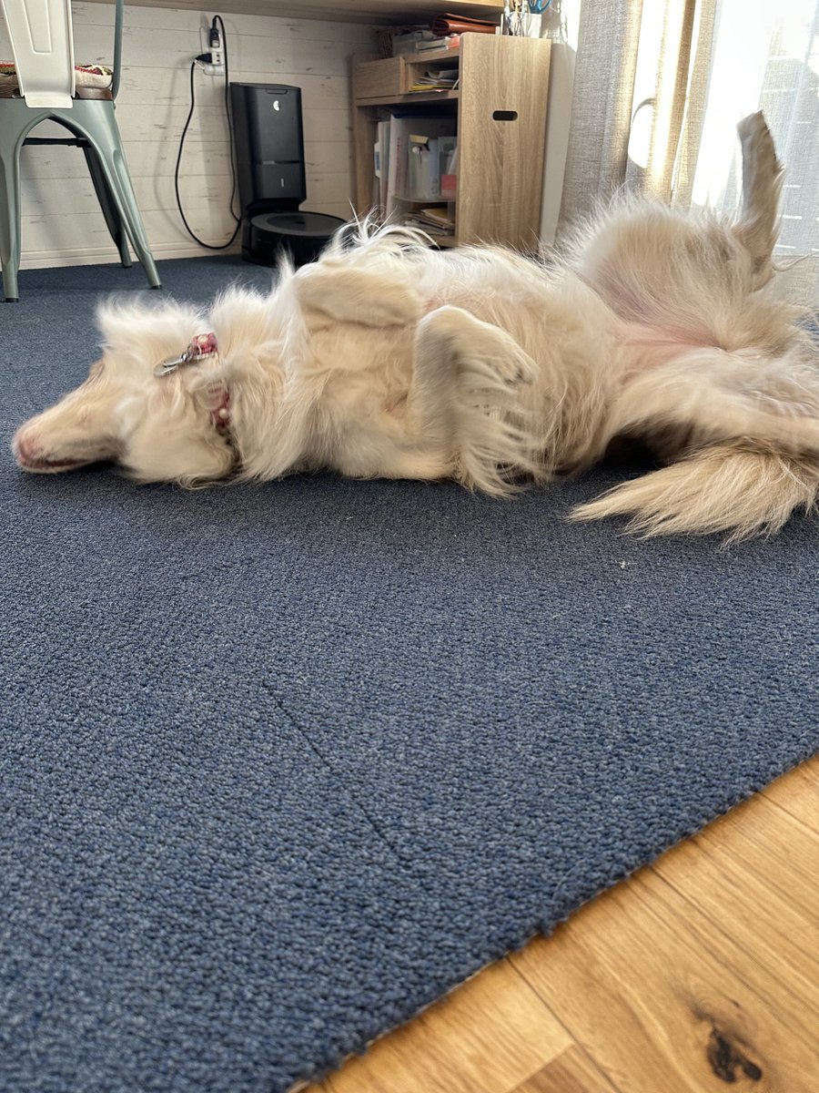 くまごろう (@lactbacillus) / Posts / X