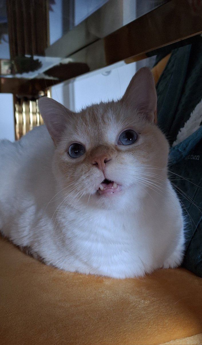 babydogfanclub's tweet image. his face after being called mr handsome