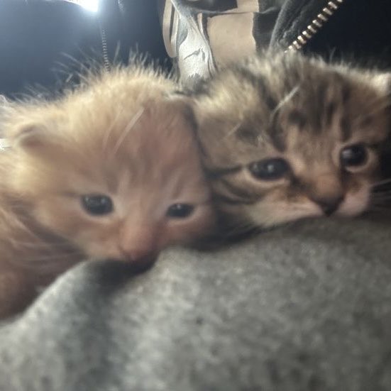 🐈 + 🐈‍⬛