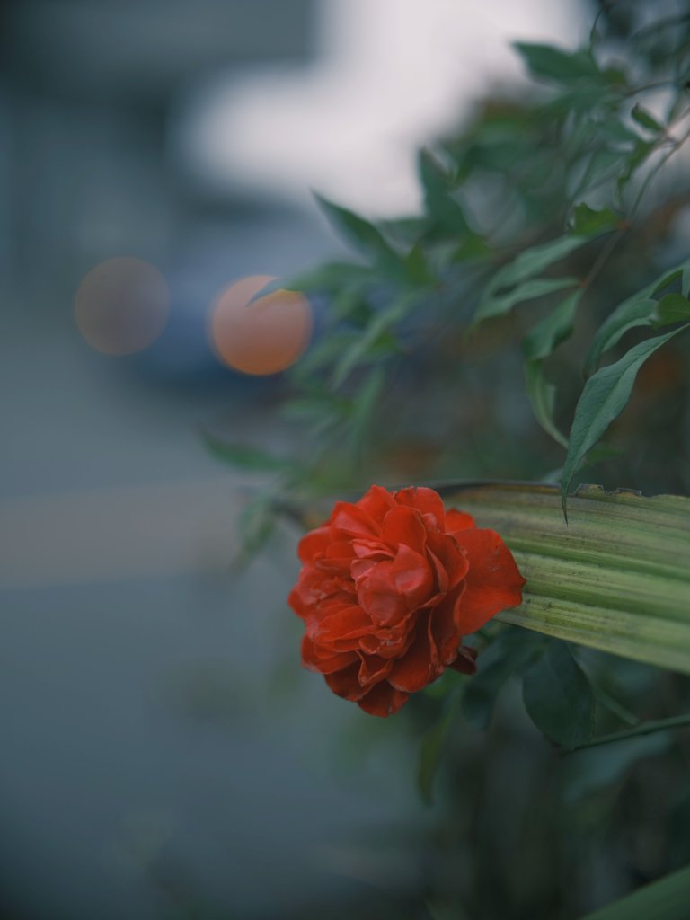 グッドモーニング👋😆✨☁️
朝の「君は薔薇🌹より美しい」シリーズ
今朝はあいにくの曇り空☁️
通勤中に深紅の薔薇🌹が１輪咲いたの見つけたよ～📸背景マイ🚕のハザード✨
#バリバスグラファイトワークス写真部
#開放倶楽部 #GFX50R #ernestleitzwetzlar
#Leica #leicaelmarit #leicaelmarit90mmf28