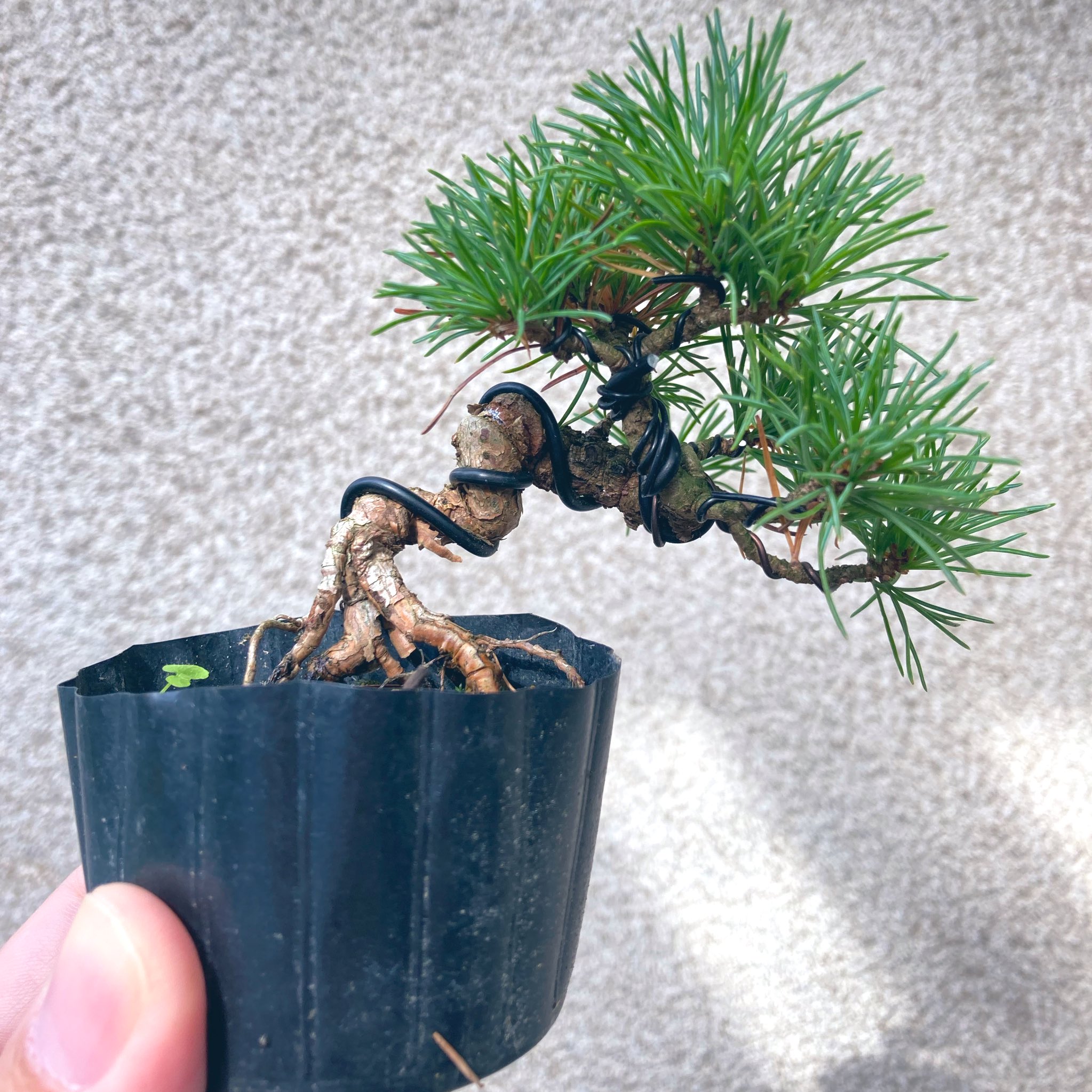 鶴岡小品盆栽会 on X: 