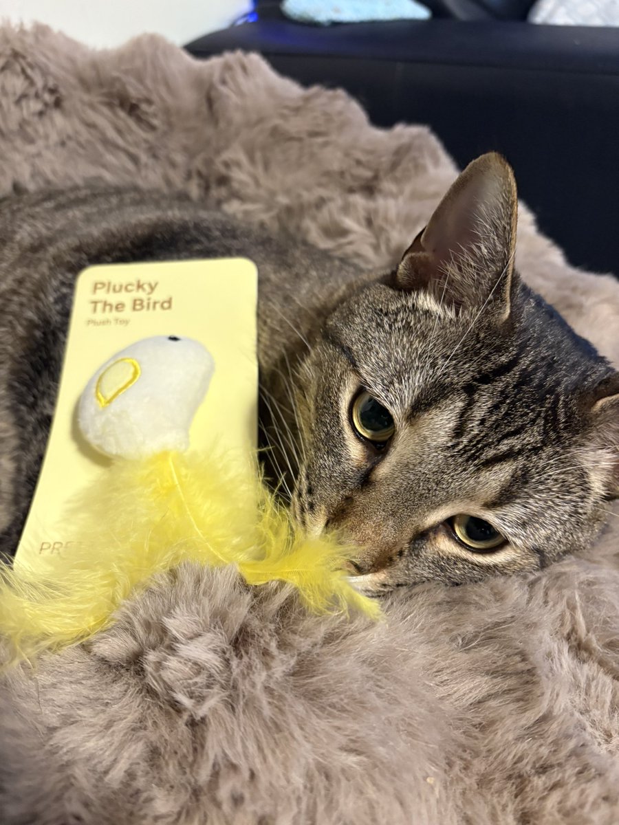 Morokei_'s tweet photo. Freya says thank you for the toy! @PrettyLitter https://t.co/cdoDNiREMU