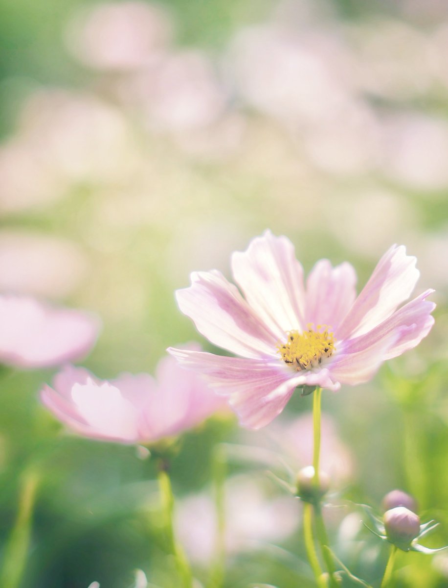 3san_mountain's tweet photo. 柔らかな風、淡い光、そして静寂。
ファインダー越しの秋は、いつも少し切ない。

#コスモス #ボケ味 #photooftheday #秋を撮る #花写真 #秋桜 #花のある暮らし #癒しの時間 #naturephotography #秋桜 #癒し写真 #自然の美しさ #softtone https://t.co/nzZH1ptX0t