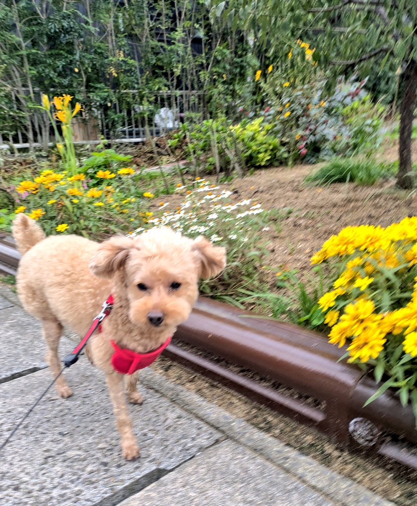 アル✨春爛漫[トイ•プードルファミリーのお花見] お散歩で見つけた可愛いお花🌺 可愛いお花みつけると テンション