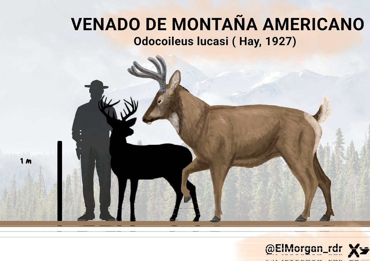 Otra ilustración y es ahora del venado de montaña americano ( Odocoileus lucasi) un cervido de casi 300kg que habitó las montañas rocosas durante el Plio-pleistoceno. Aquí comparado con un venado cola blanca grande