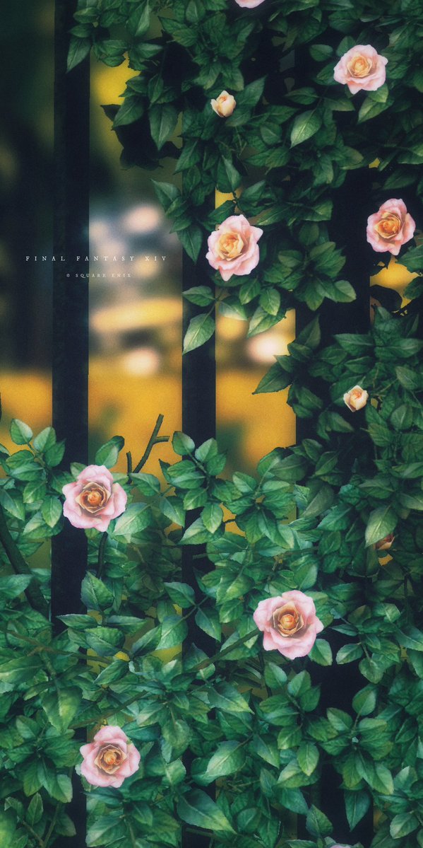 🌹

#FF14風景
#FF14SS