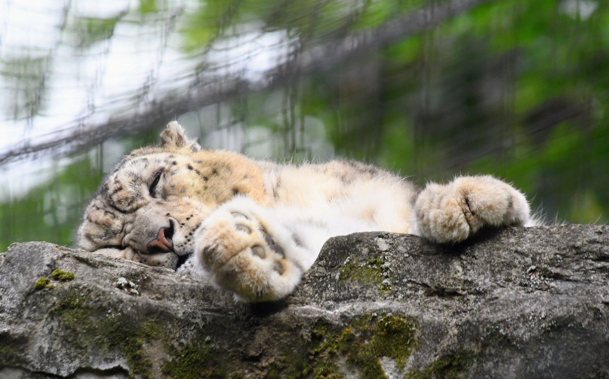 おこさないでね

#多摩動物公園
#ユキヒョウ
#ミルチャ