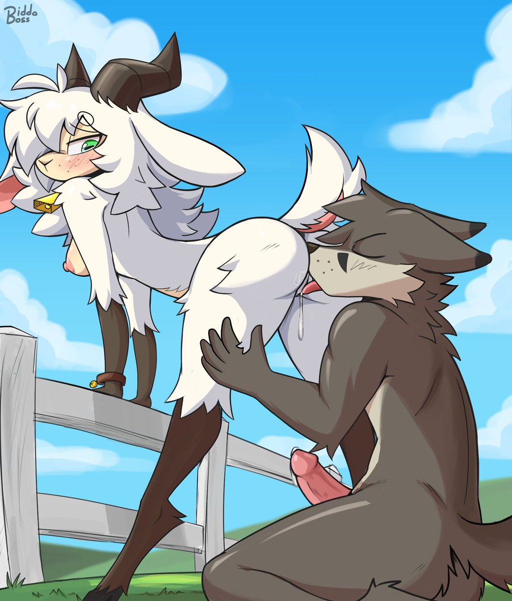 Wolf eats local Sheep