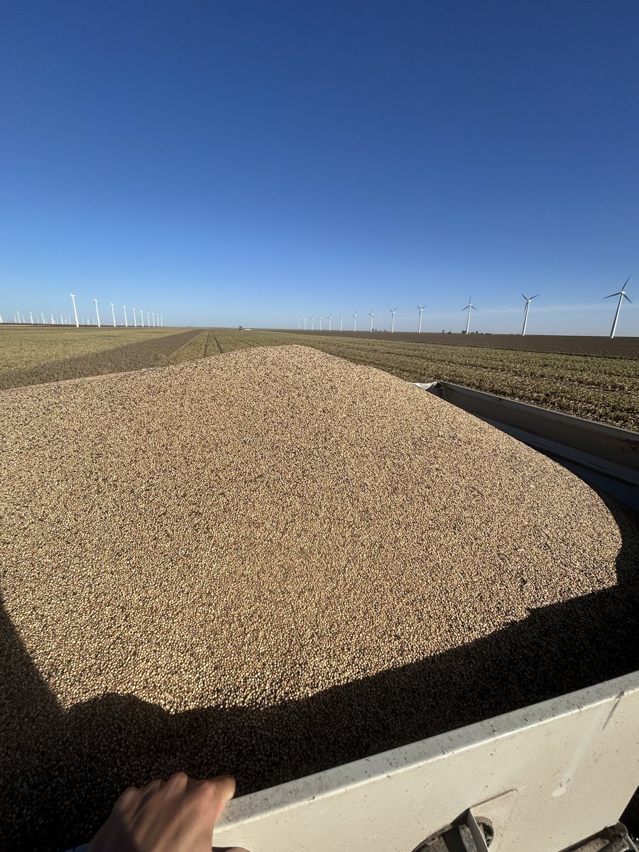 4.5-6mph in some good milo. Giving the drivers a work out. 

Trying to get the majority out before everyone starts hauling in milo lol.