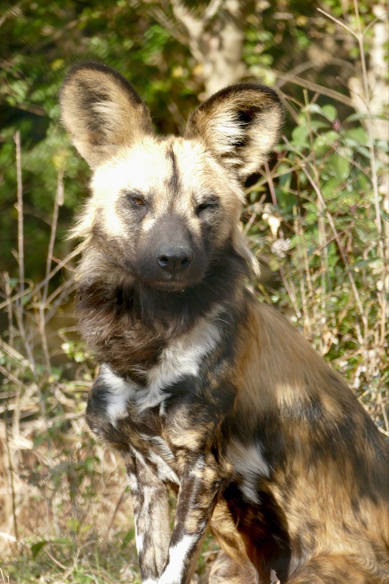 lycaon_remuru's tweet image. 今日も一日頑張リカオン🐾
#リカオン #ニコ
#africanwilddog #ズーラシア