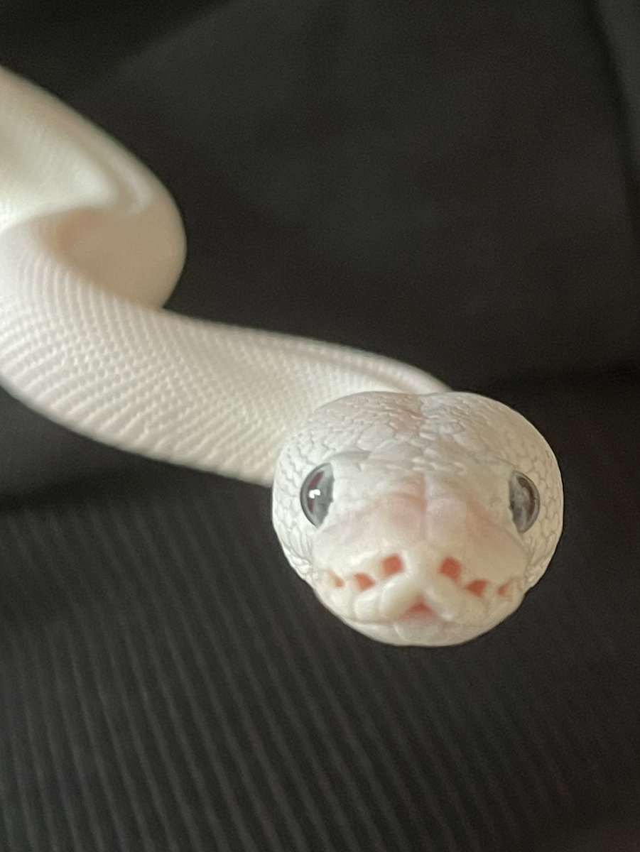 baaaaallpython's tweet image. むっ