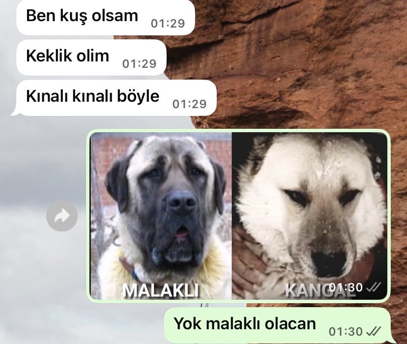 Mater (@nakhlafucker) on Twitter photo 