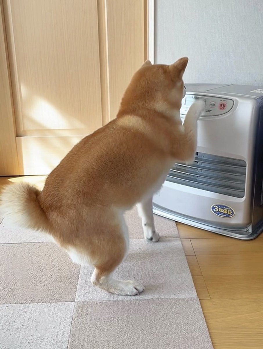 momonosekaiii's tweet image. 急な冷えに野生の心全部持ってかれた犬