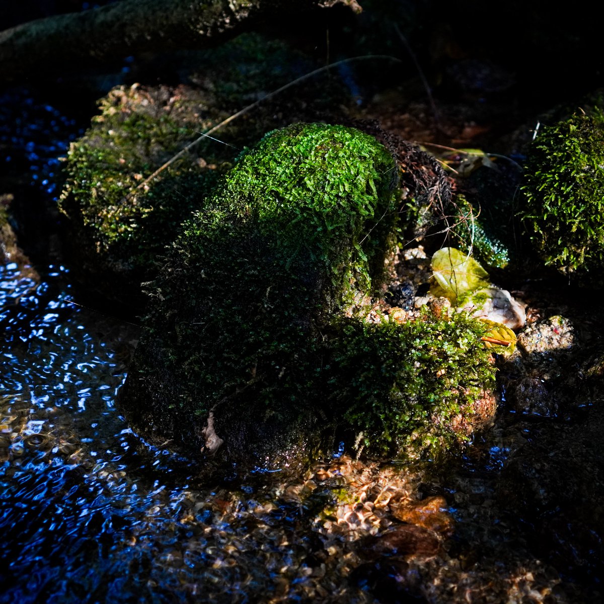 苔 - Search / X 苔 - Search / X